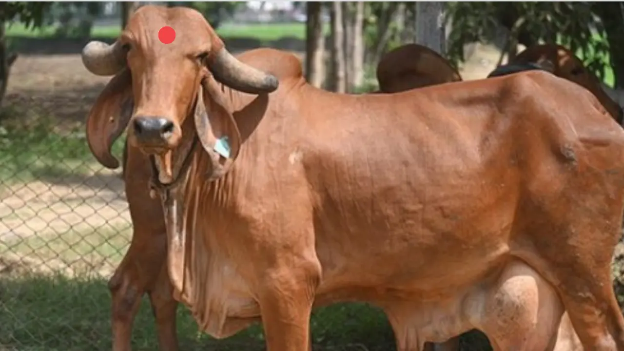 gir cow