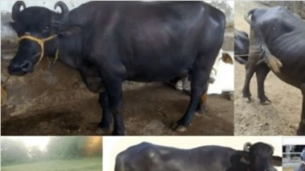 Murrah Buffalo