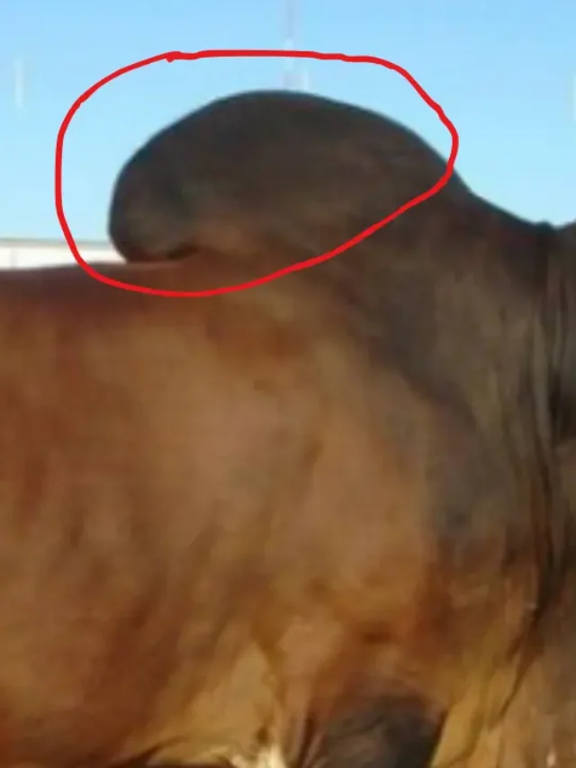 India’s largest milk producing buffalo