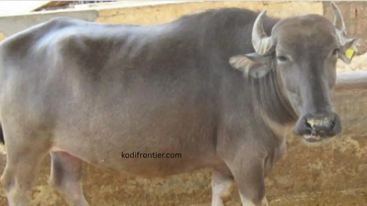 Bhadawari Buffalo