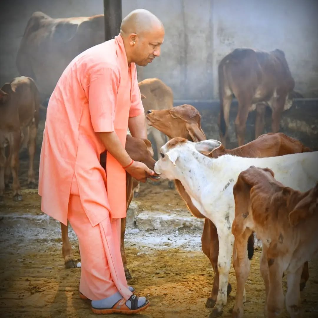 Punganur Cows