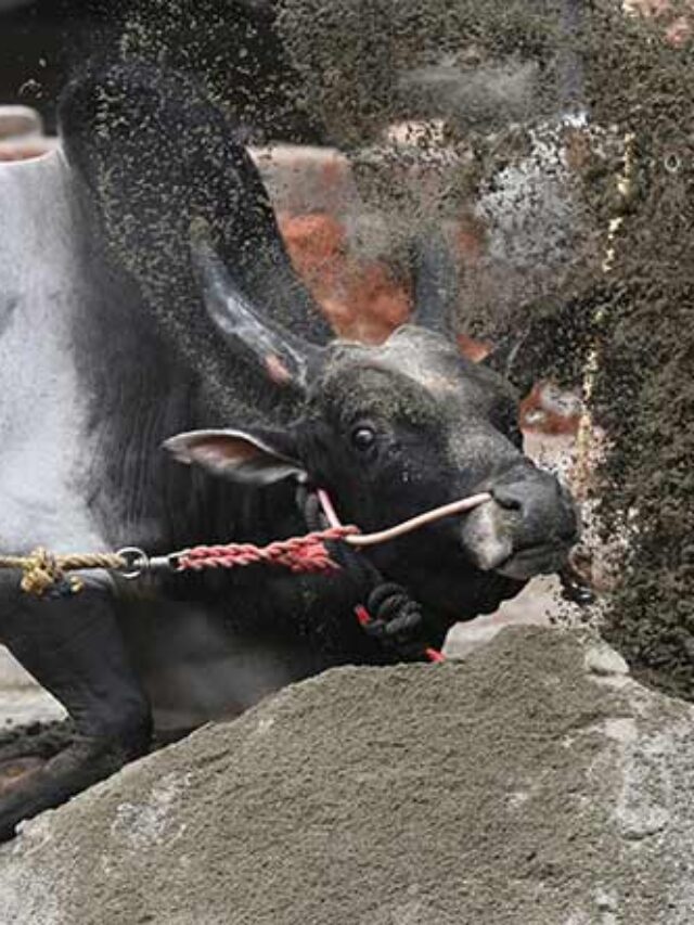 यह खेल Pongal त्योहार का अहम हिस्सा माना जाता है